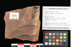 Foto (Objekt + Etikett) von Quercus mediterranea, Unger (NHMW-GEO-2024-0188-0950)